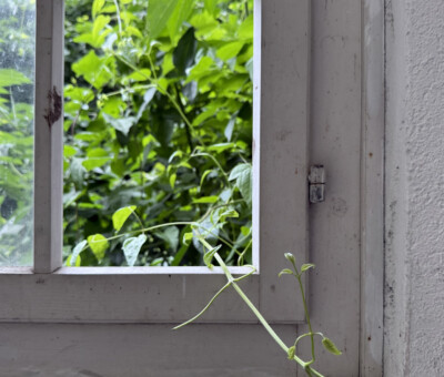 Altes Fensterrahmen-Detail mit Blick auf Gruenpflanzen davor